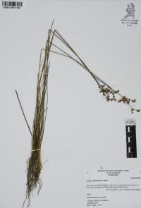 Juncus dichotomus image